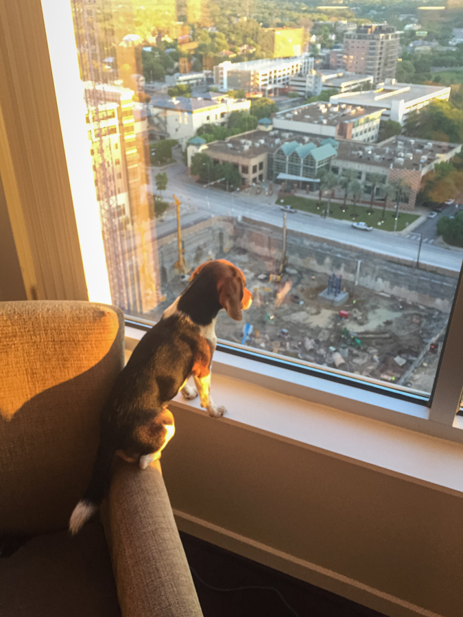 Watching Construction in Austin, Texas
