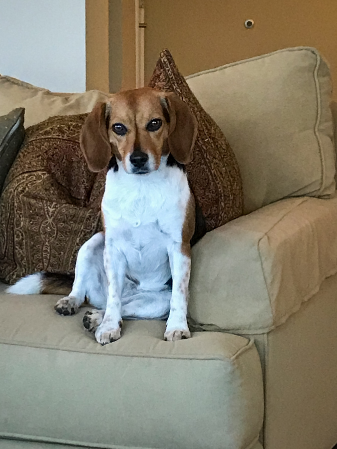 Sitting Beagle in Austin, Texas