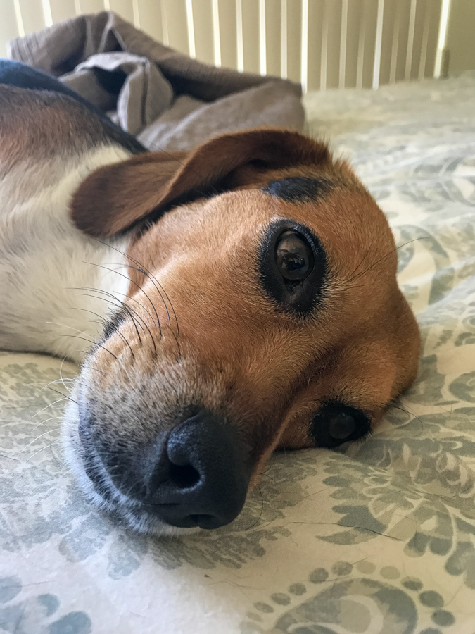 Big Nose in Austin, Texas