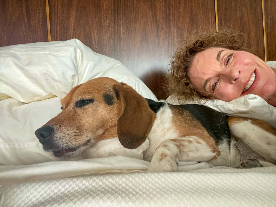 Sleepy Beagle in Paradise Valley, Arizona