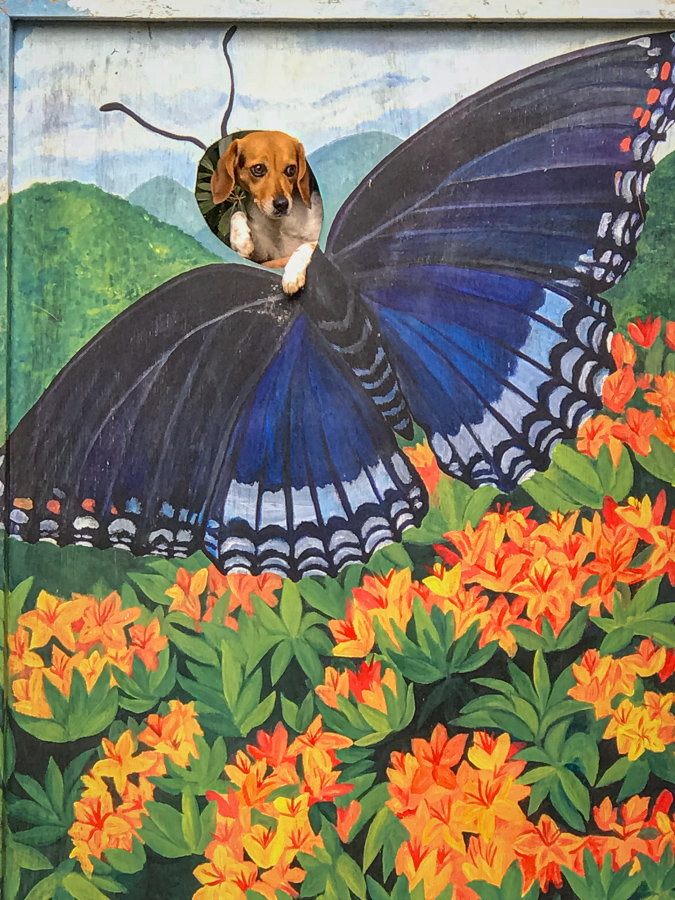 Beagle Butterfly in Highlands, North Carolina