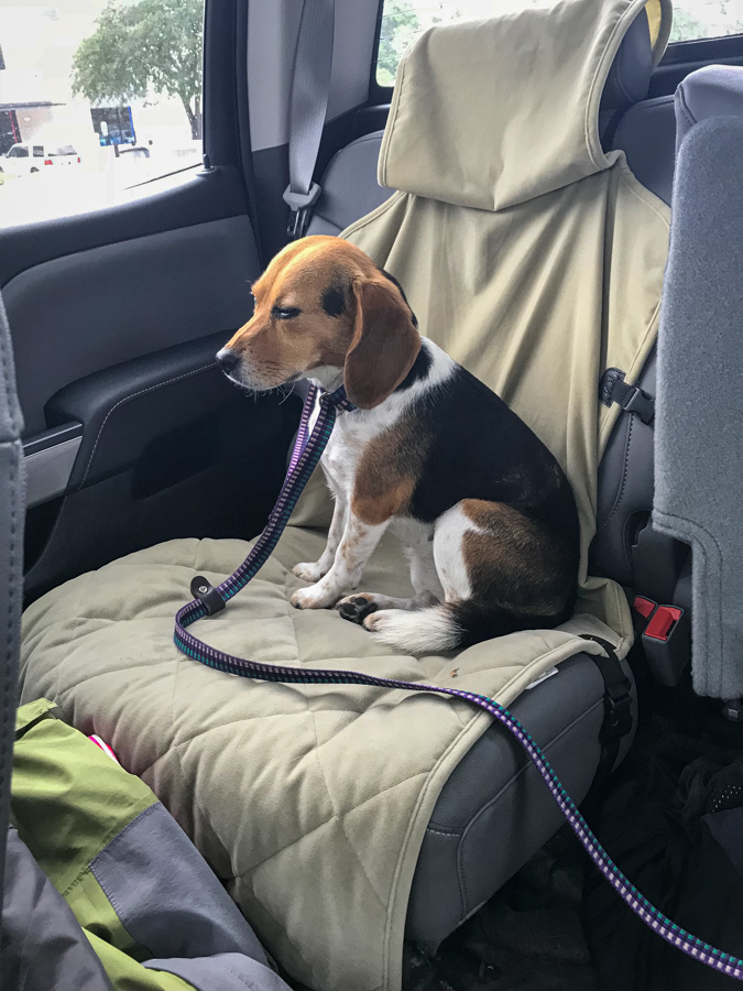 Sleepy Beagle in Austin, Texas