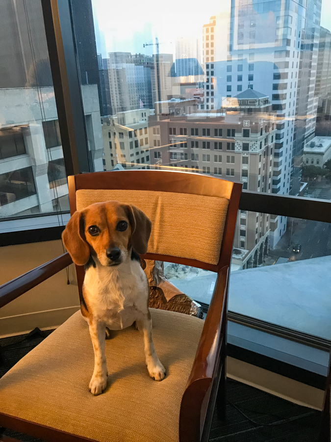 Office Pup in Austin, Texas