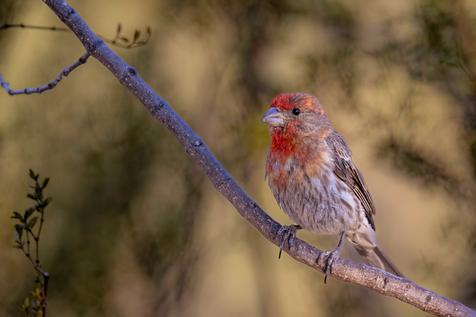 Red Chest in Paradise Valley, Arizona