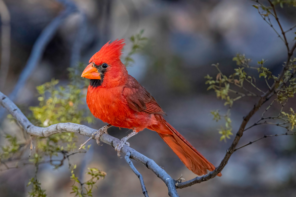 Desert Cardinal  in Paradise Valley, Arizona