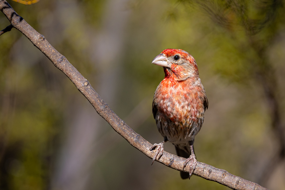 Eyes Up in Paradise Valley, Arizona