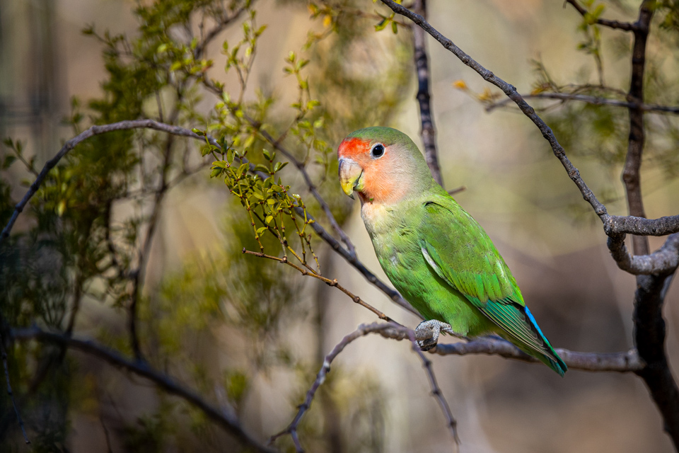 Rosy-faced Lovebird  in Paradise Valley, Arizona