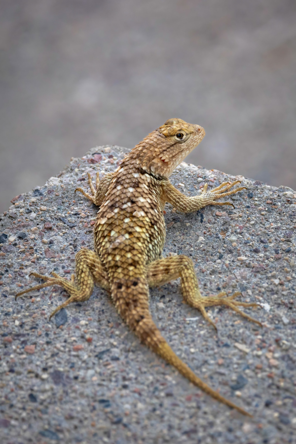 Harry in Paradise Valley, Arizona