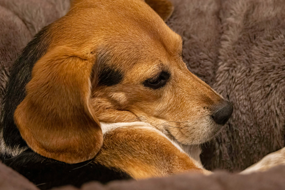 Resting Beagle in Paradise Valley, Arizona