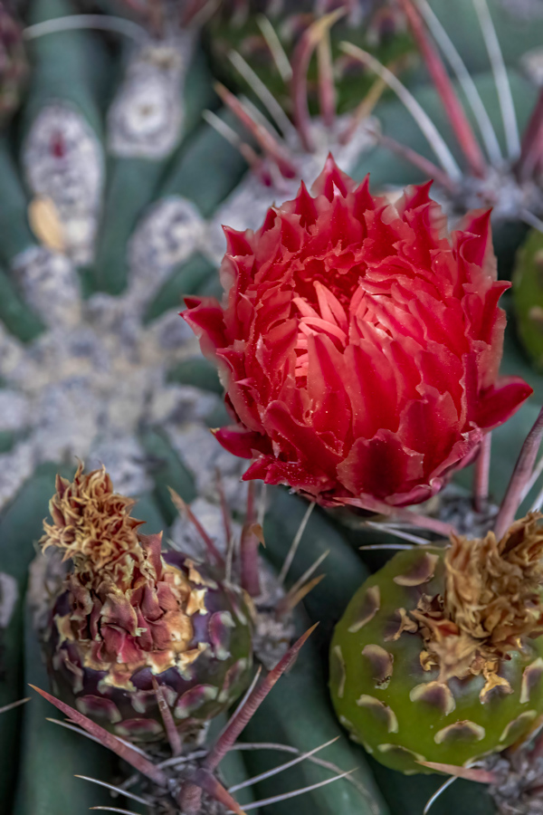 Barrel Cactus Flower in Paradise Valley, Arizona