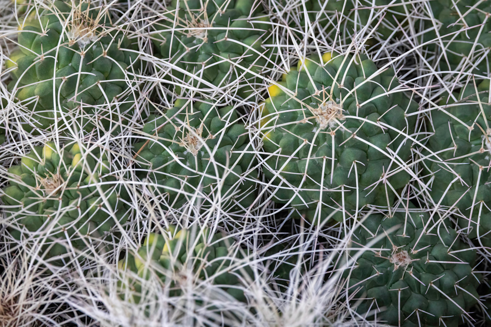 Ground Cactus in Phoenix, Arizona