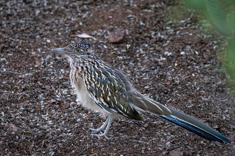 Roadrunner in Phoenix, Arizona
