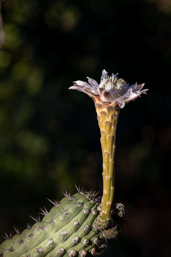 Long Flower in Phoenix, Arizona