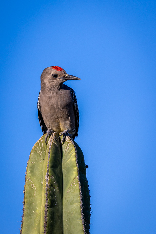 Gila Woodpecker in Phoenix, Arizona