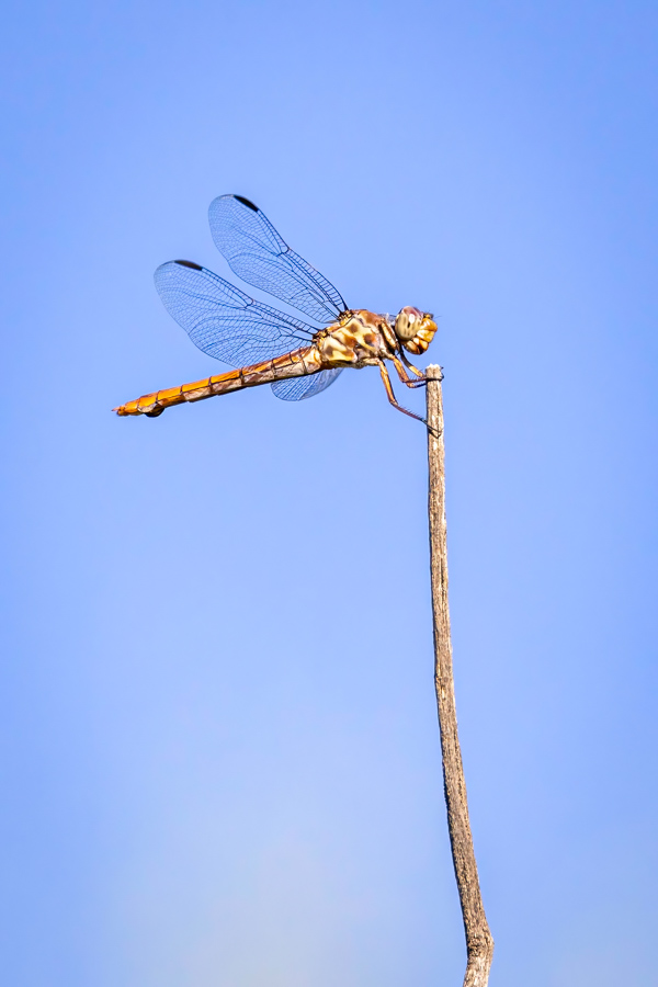 Bug on a Stick in Phoenix, Arizona