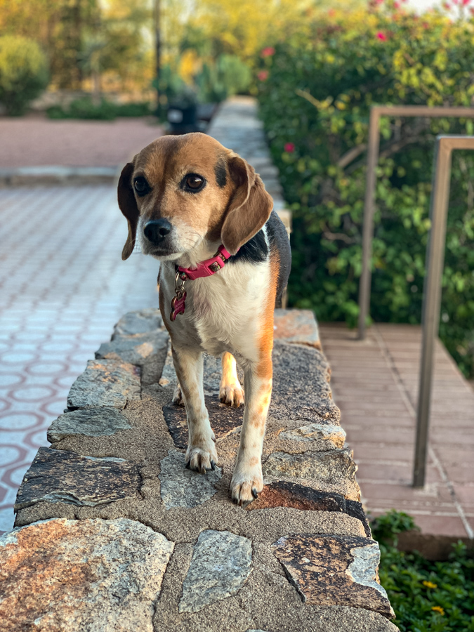 Walking the Wall in Paradise Valley, Arizona