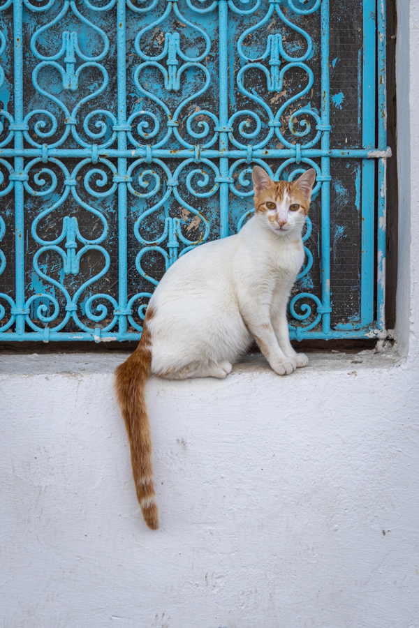 Rebat Cat in Rabat, Morocco