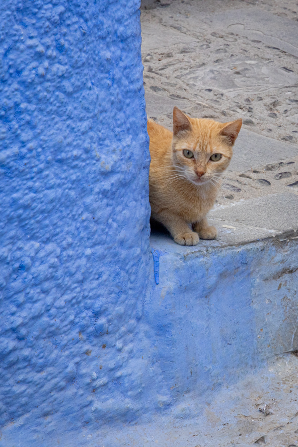 Stray Cat in Chefchaouen, Morocco