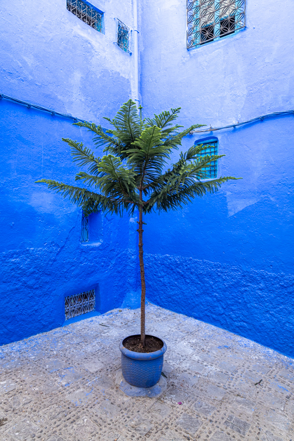 Blue Palm in Chefchaouen, Morocco