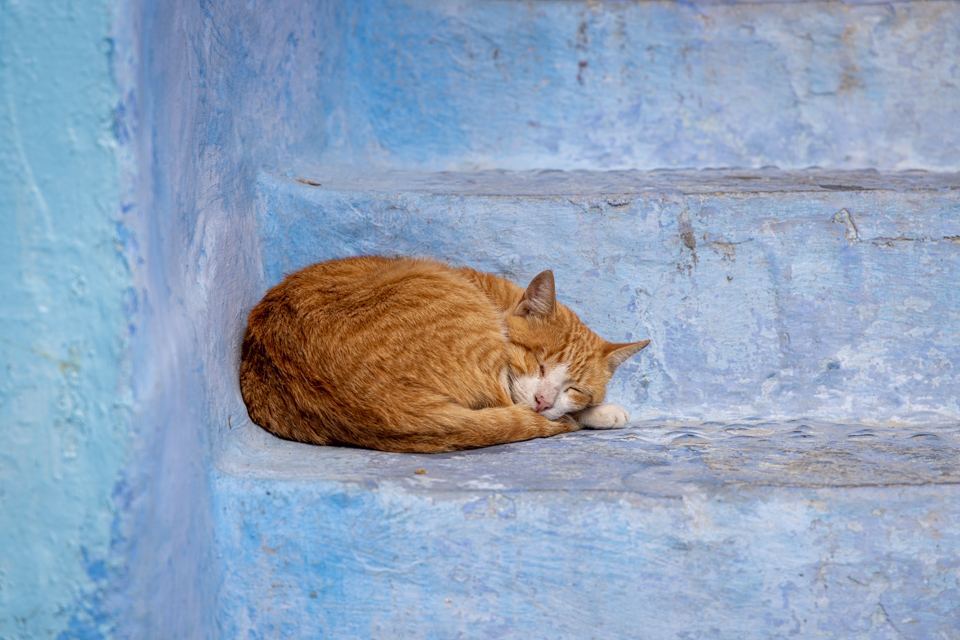 Sleeping Cat in Chefchaouen, Morocco