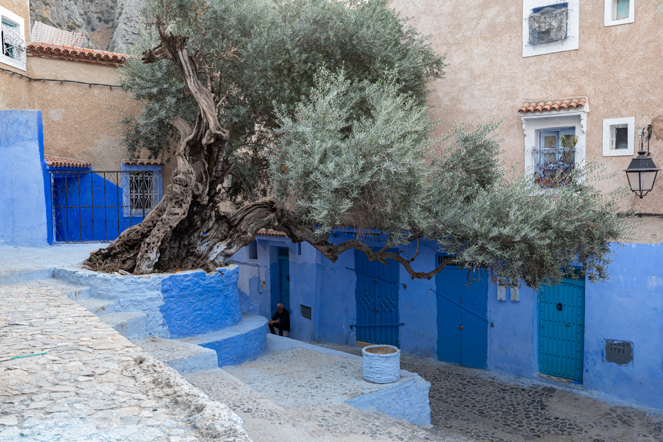 Old Olive Tree in Chefchaouen, Morocco