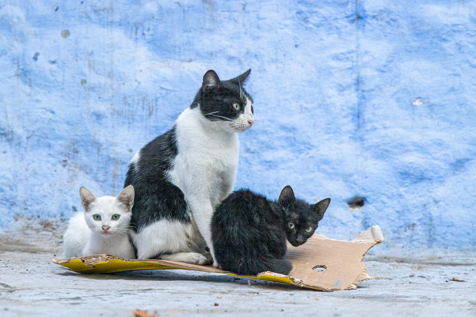 Carboard Home in Chefchaouen, Morocco