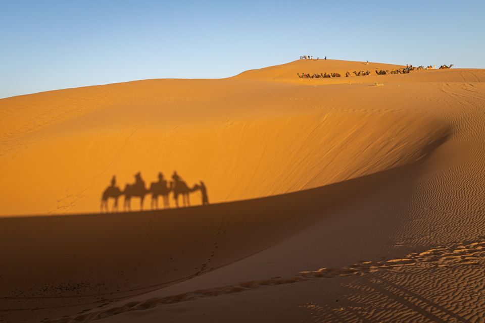 Camel Shadows in Sahara, Morocco