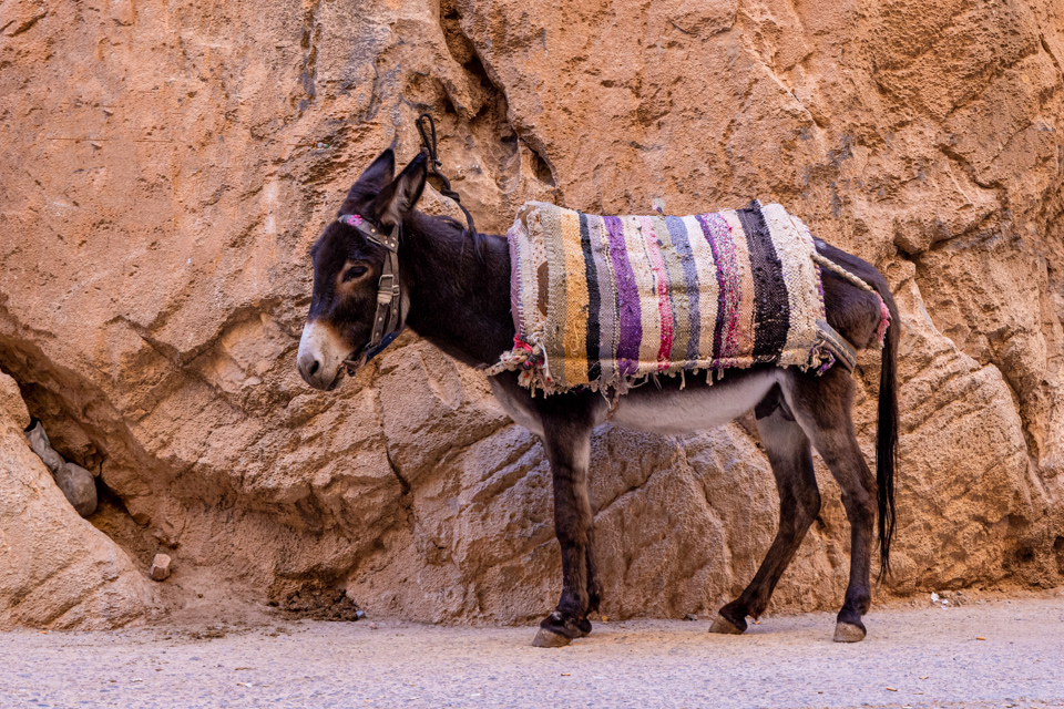 Burro in Tinghir, Morocco