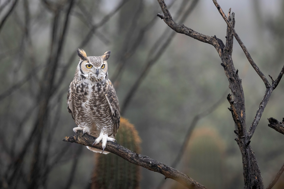 Great Horned Owl in Tucson, Arizona