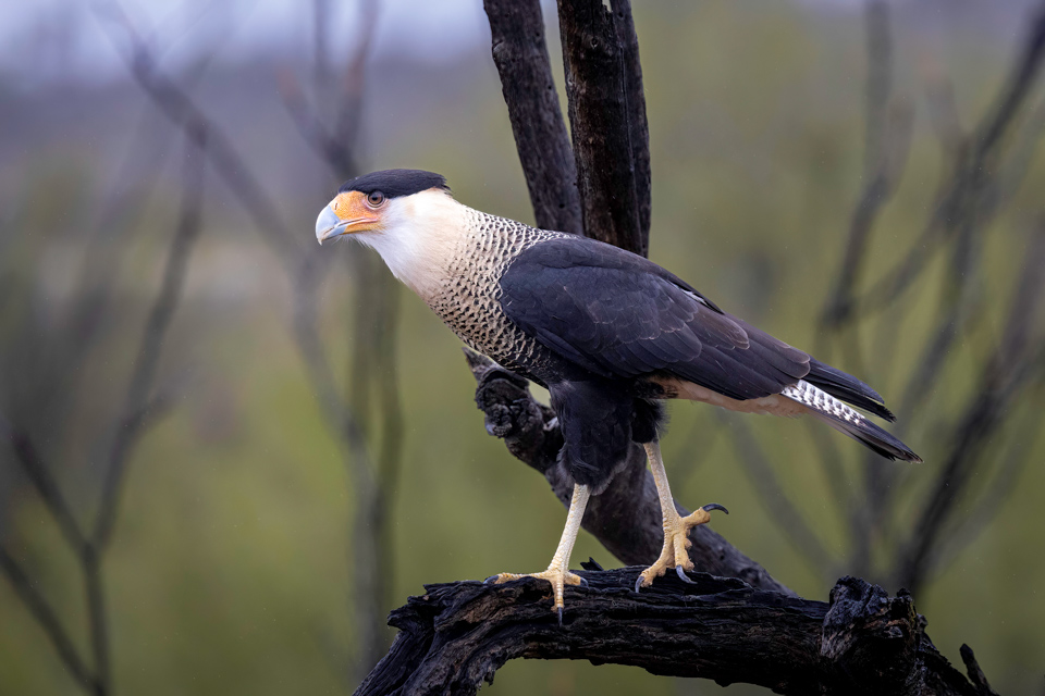 Crested Caracara in Tucson, Arizona