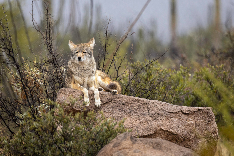 Casual Coyote  in Tucson, Arizona