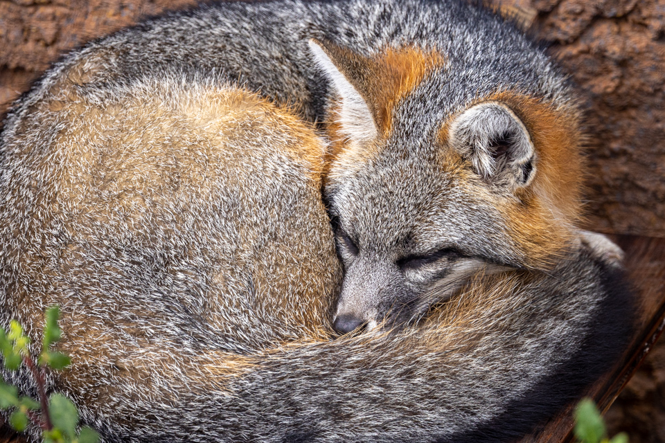 Resting Fox in Tucson, Arizona