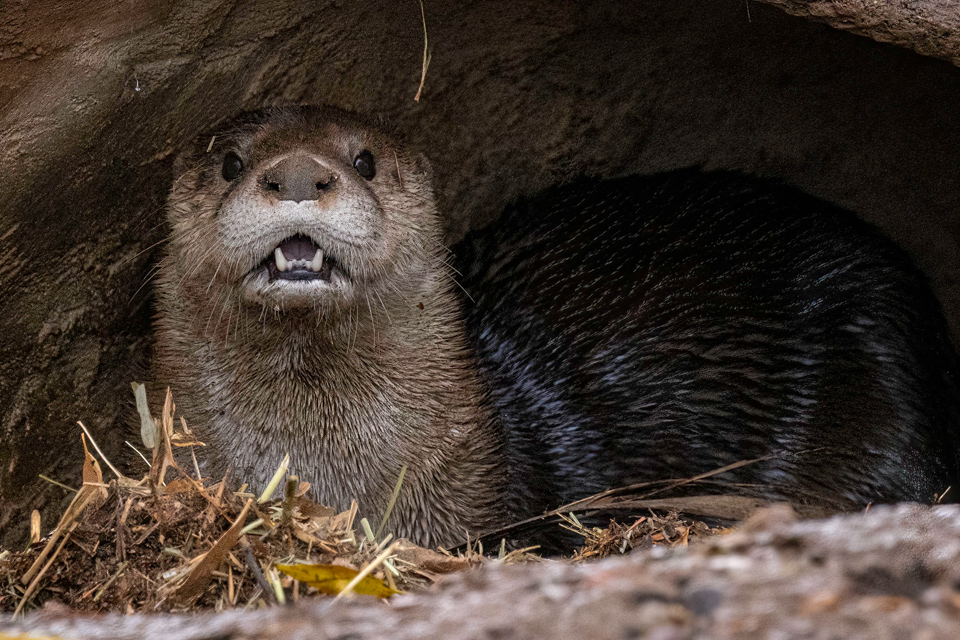River Otter in Tucson, Arizona