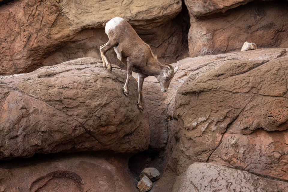 Going Down in Tucson, Arizona