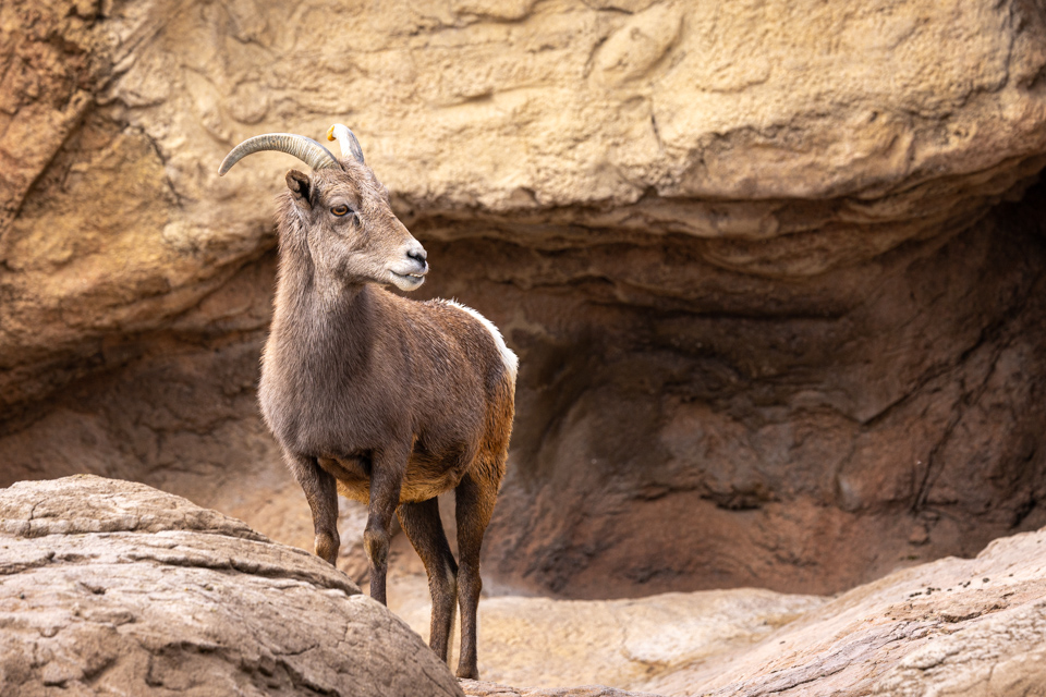 Striking a Pose in Tucson, Arizona
