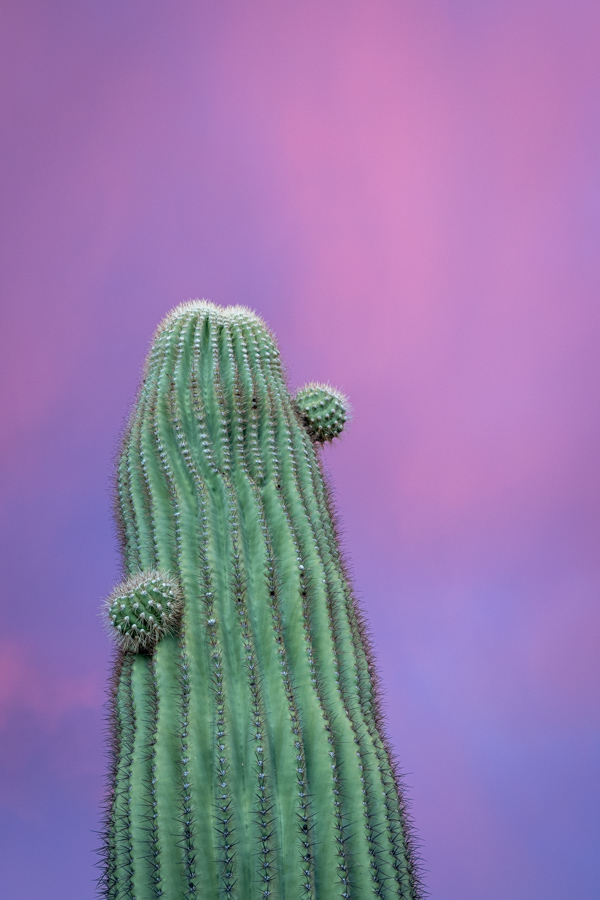 Colorful Saguaro  in Paradise Valley, Arizona
