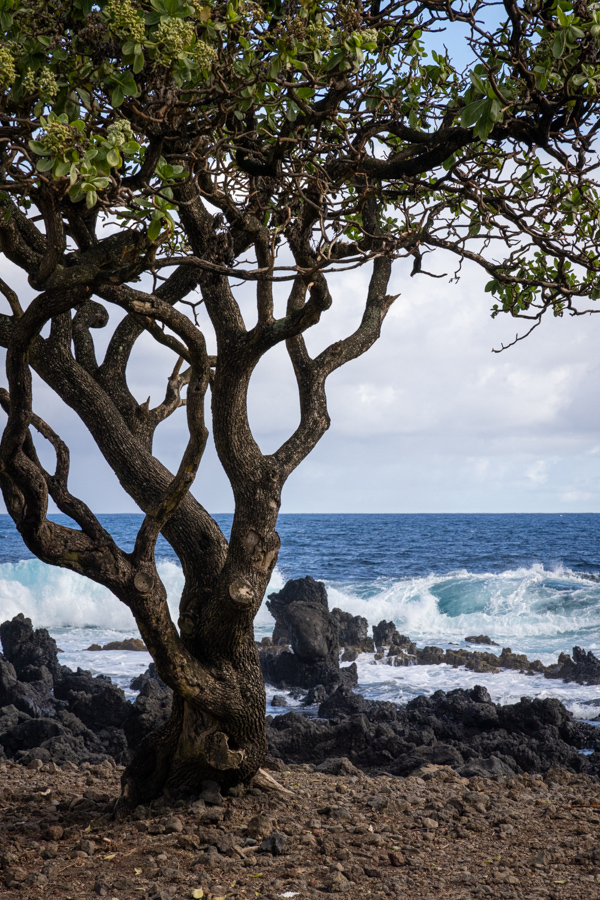 Beach Tree in Hana, Hawaii