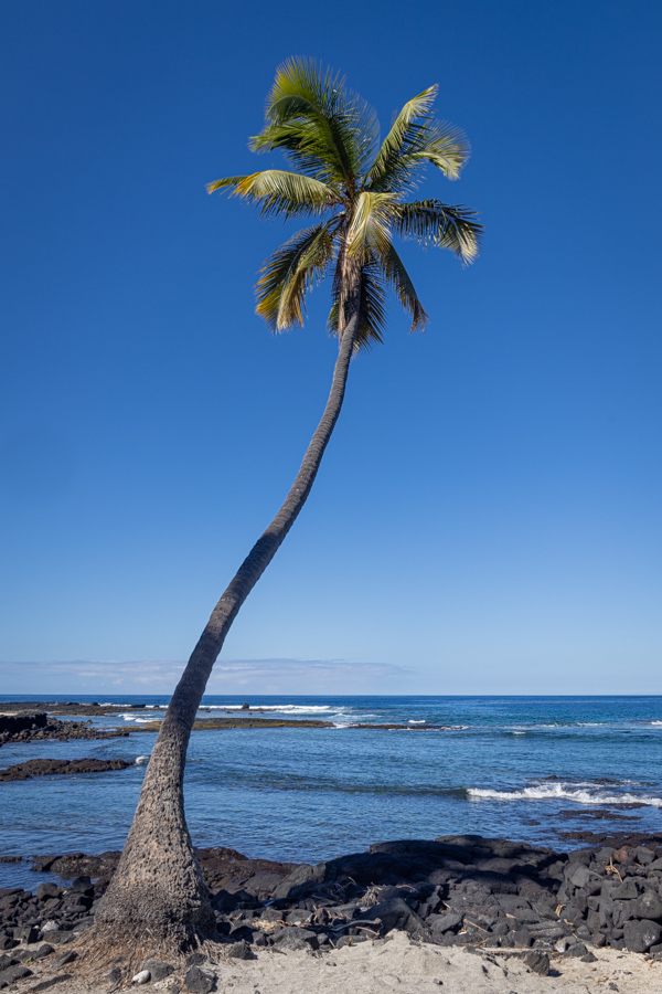 Sway Palm in Kona, Hawaii