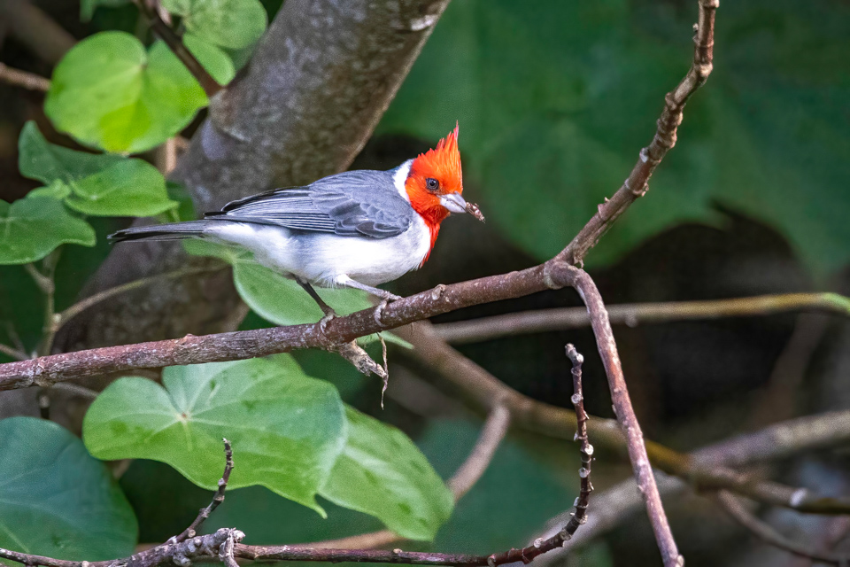 Red-crested Cardinal in Nawiliwili, Hawaii