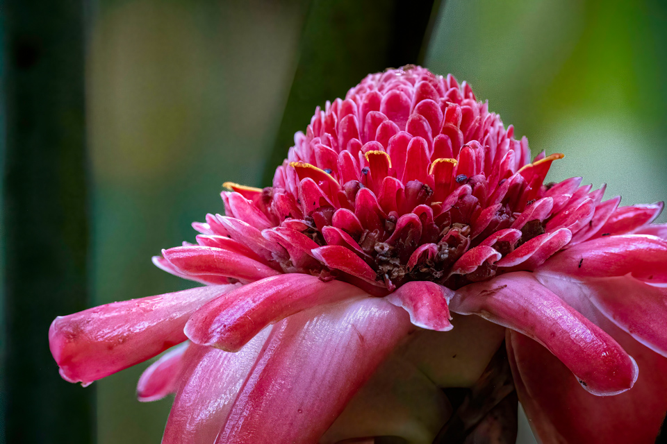 Torch Ginger in Nawiliwili, Hawaii