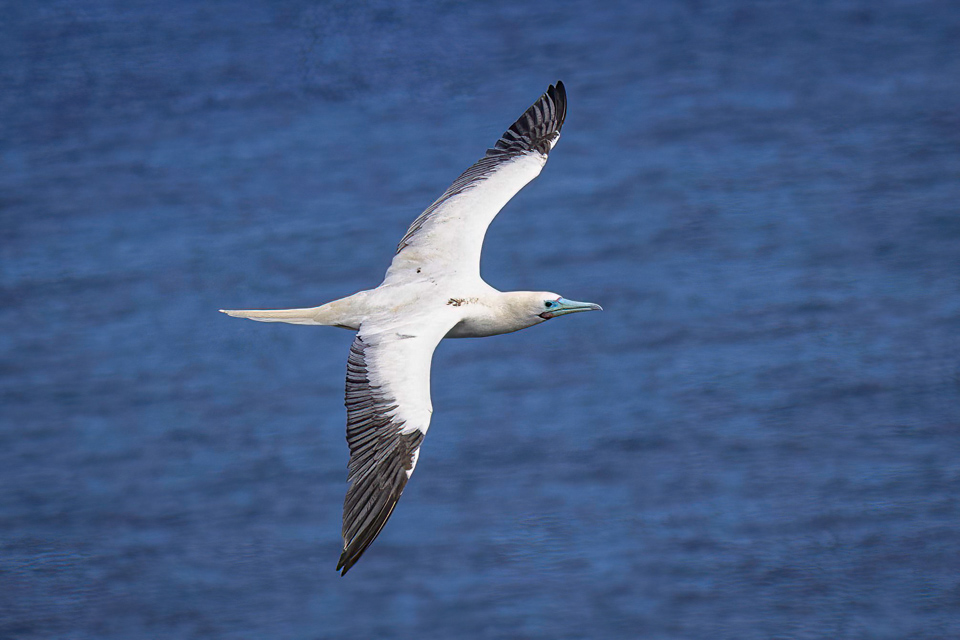 Red-footed Booby in Kilauea Point, Hawaii
