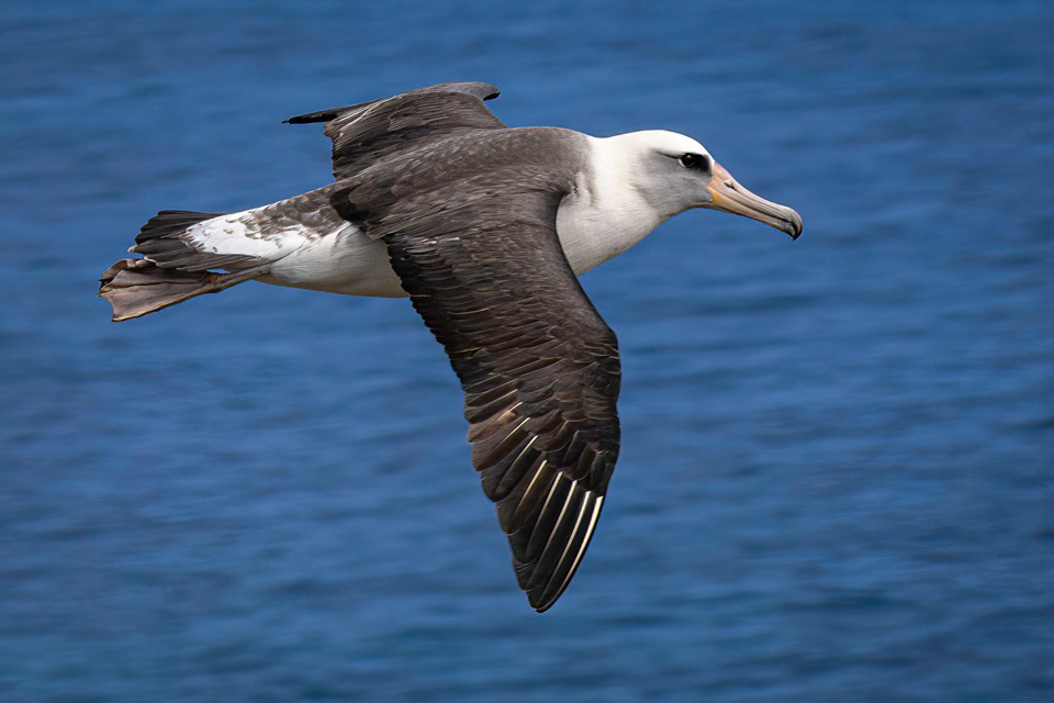 Laysan Albatross in Kilauea Point, Hawaii