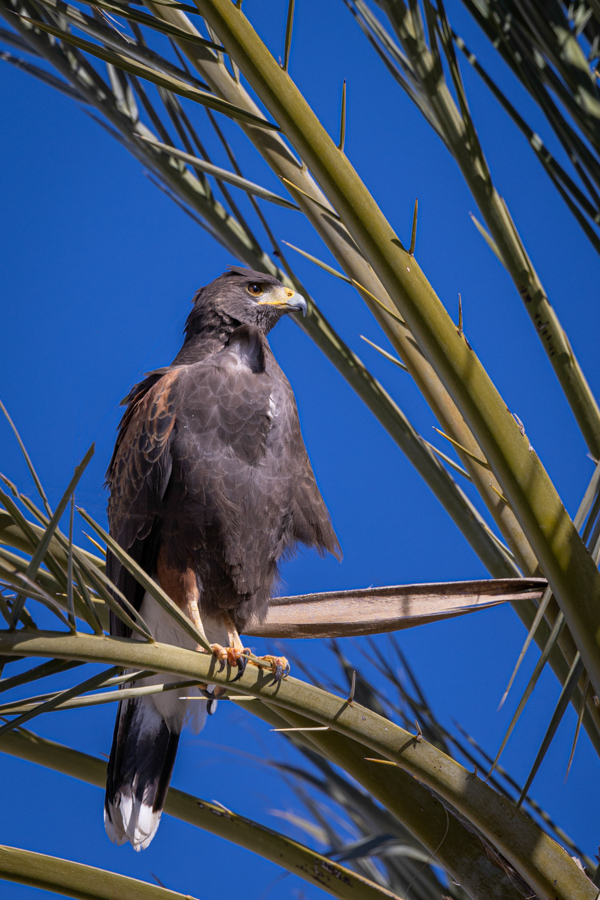 Harris Hawk in Paradise Valley, Arizona