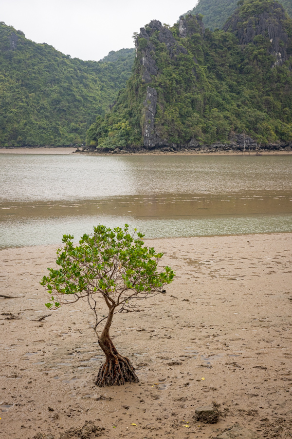 Bay Tree in Ha Long Bay, Vietnam