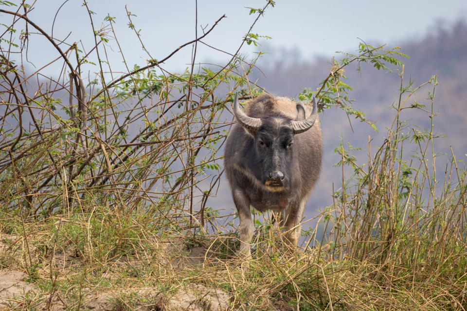 Big Buffalo in Luang Prabang, Laos