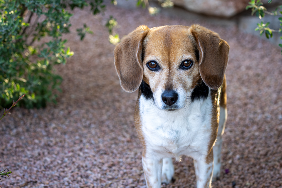 Exploring Beagle in Paradise Valley, Arizona
