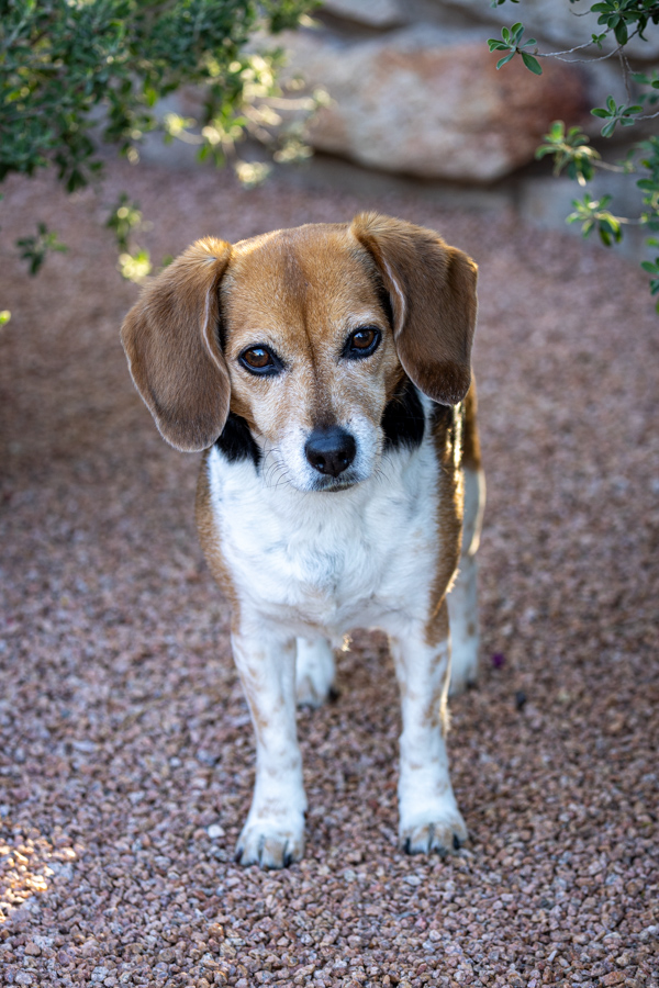 Garden Beagle in Paradise Valley, Arizona