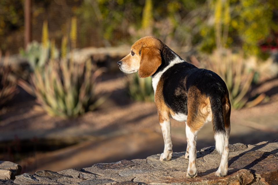 On Lookout in Paradise Valley, Arizona