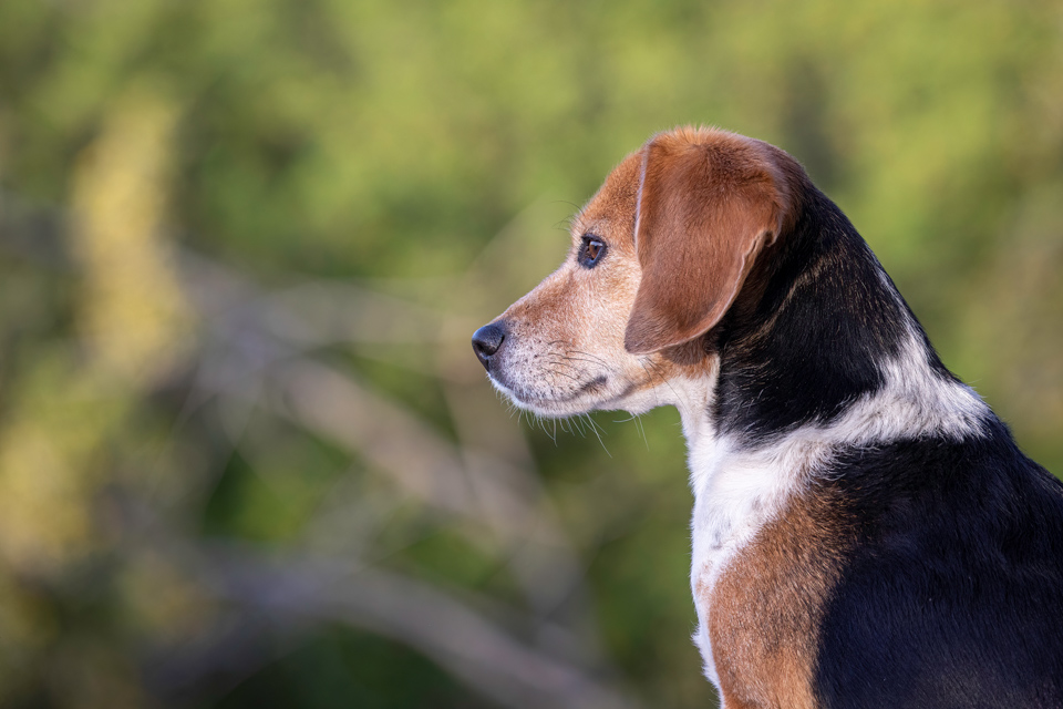 Beagle Profile in Paradise Valley, Arizona
