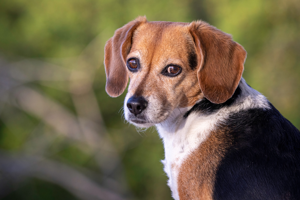 Cute Beagle in Paradise Valley, Arizona